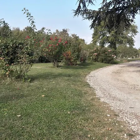 Il Cardellino